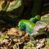 Ameiva ameiva